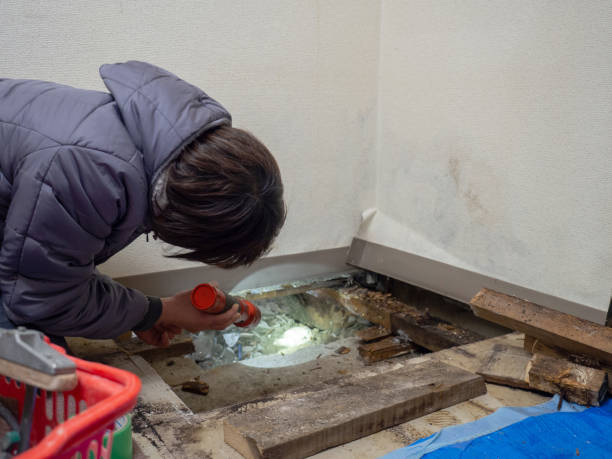 Best Water Damage & Mold Remediation  in La Luz, NM